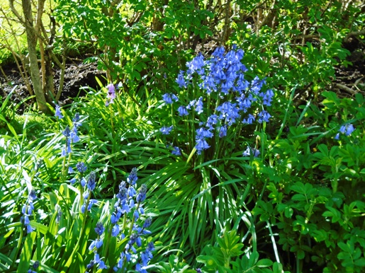 scripta bluebells