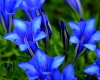 Gentiana Sir Rupert_tn