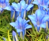 Gentiana Toughs Form_tn
