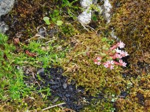 Stonecrop