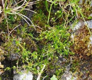 pearlwort