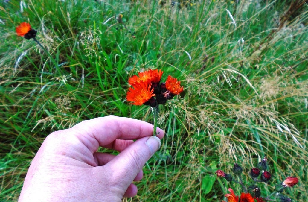 Fox and cubs flowers